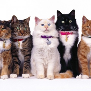 Dlaczego kochamy nowe rasy kotów?