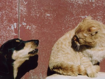 Kot i pies pod jednym dachem