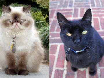 Kot czy kotka? Rasowy czy mieszaniec? Długo- czy krótkowłosy?