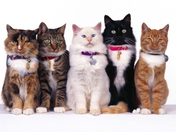 Dlaczego kochamy nowe rasy kotów?
