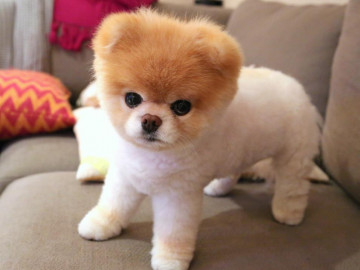 Szpic miniaturowy - czy jesteś w stanie nie pokochać tego psa?