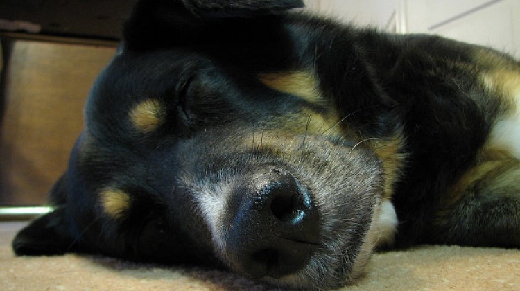 Nosówka (Febris catarrhalis infectiosa canum) - Choroby psów