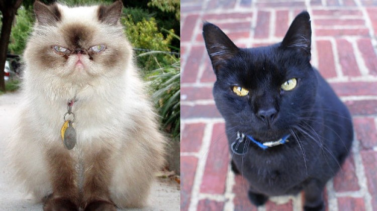 Kot czy kotka? Rasowy czy mieszaniec? Długo- czy krótkowłosy?