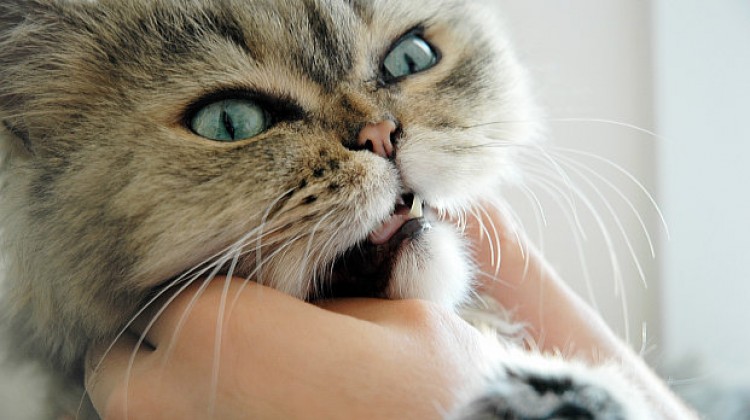 Cukrzyca kotów - Choroby kotów