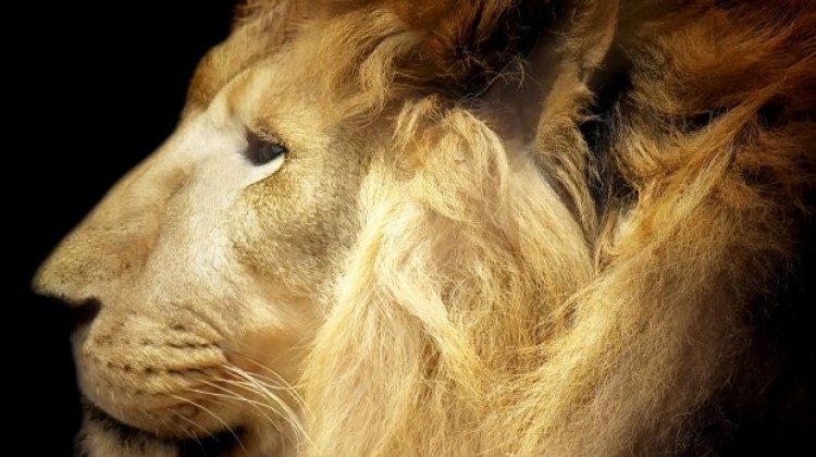 Lew (Panthera leo) - Koty duże