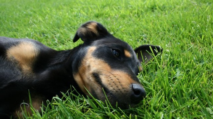 Dlaczego pies zjada trawę?