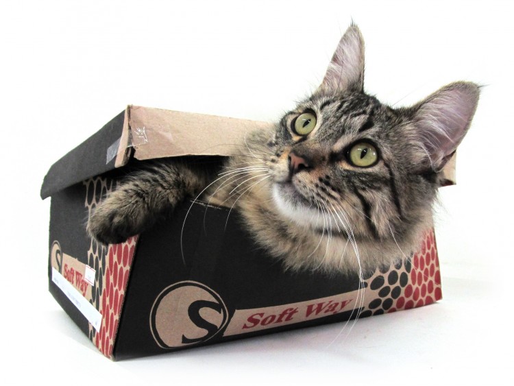 Kocia Komedia. Dlaczego kot uwielbia wchodzić do pudełka?