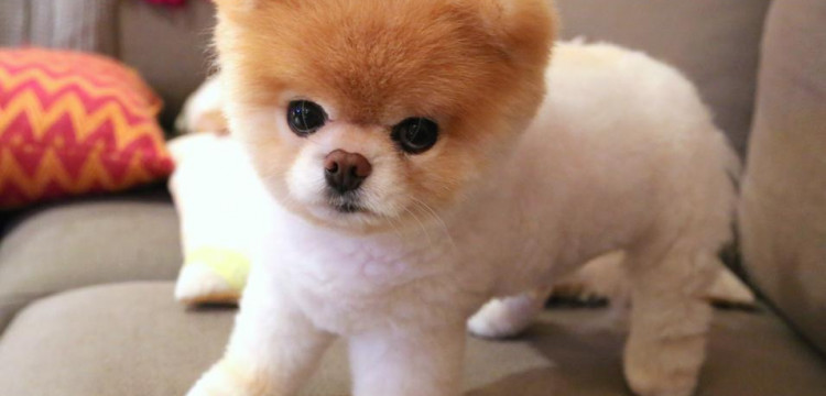 Szpic miniaturowy - czy jesteś w stanie nie pokochać tego psa?