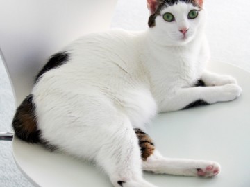Kot Japoński Bobtail - Japanese Bobtail cat (JBT)