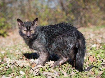 Kot wilkołak - Lykoi Cat