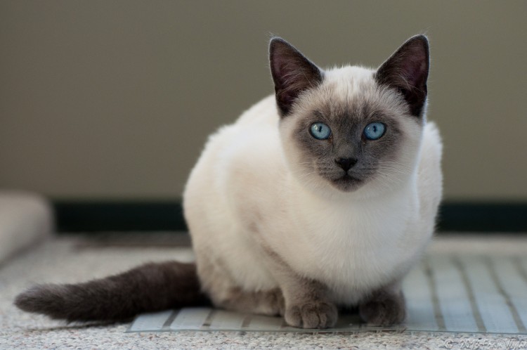 Kot syjamski - Siamese cat (SIA)