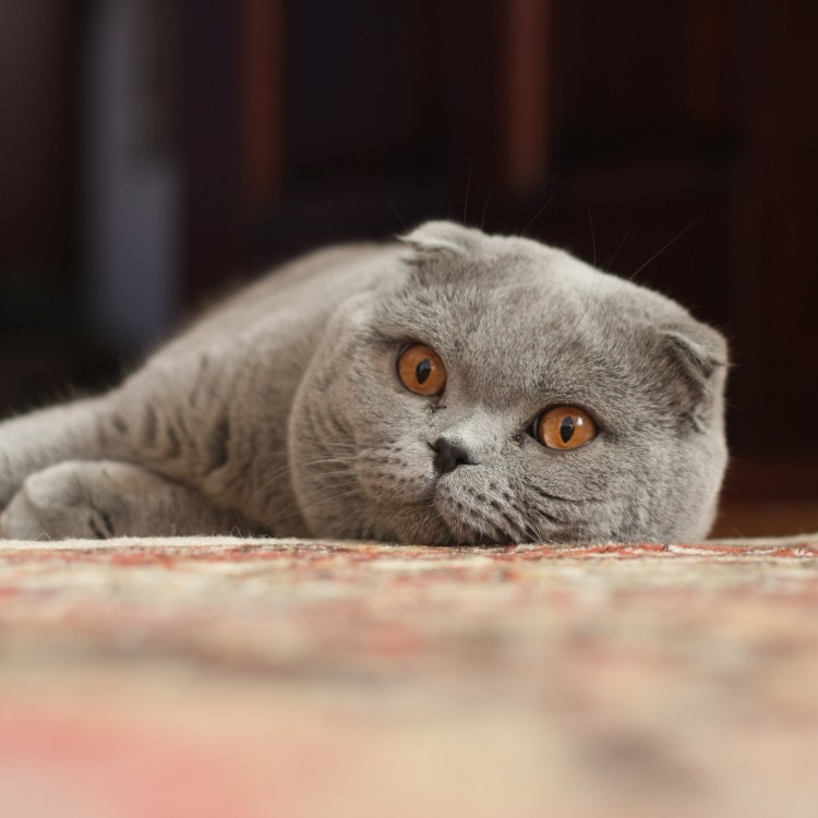 Kot szkocki zwisłouchy - Scottish Fold cat