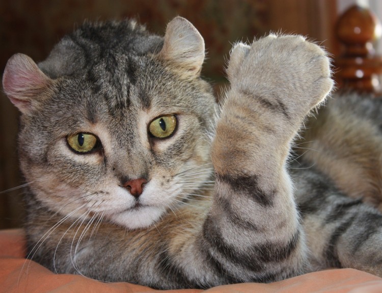 Kot amerykański ryś - American lynx cat