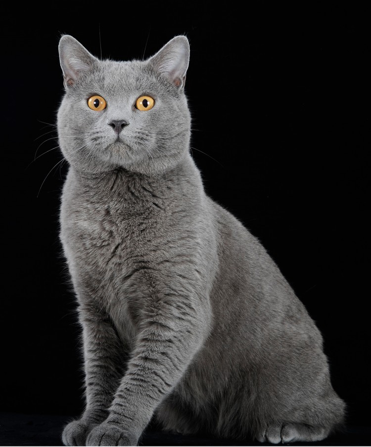 Kot Kartuski - Chartreux cat (CHA)