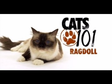 Kot rasy Ragdoll - CATS 101