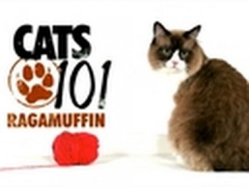 Kot rasy Ragamuffin - CATS 101