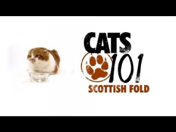 Kot rasy Scottish Fold - CATS 101