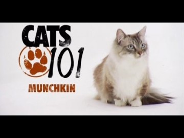Kot rasy Munchkin - CATS 101