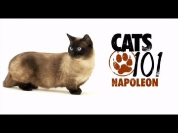 Kot rasy Napoleon - CATS 101