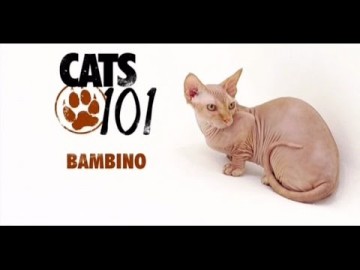 Kot rasy Bambino - CATS 101
