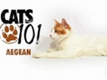 Kot rasy Aegean - CATS 101