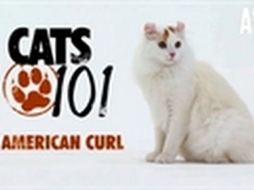 Kot rasy American Curl - CATS 101
