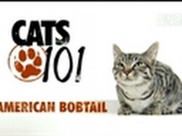 Kot rasy American Bobtail - CATS 101
