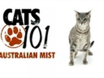 Kot rasy Australian Mist - CATS 101